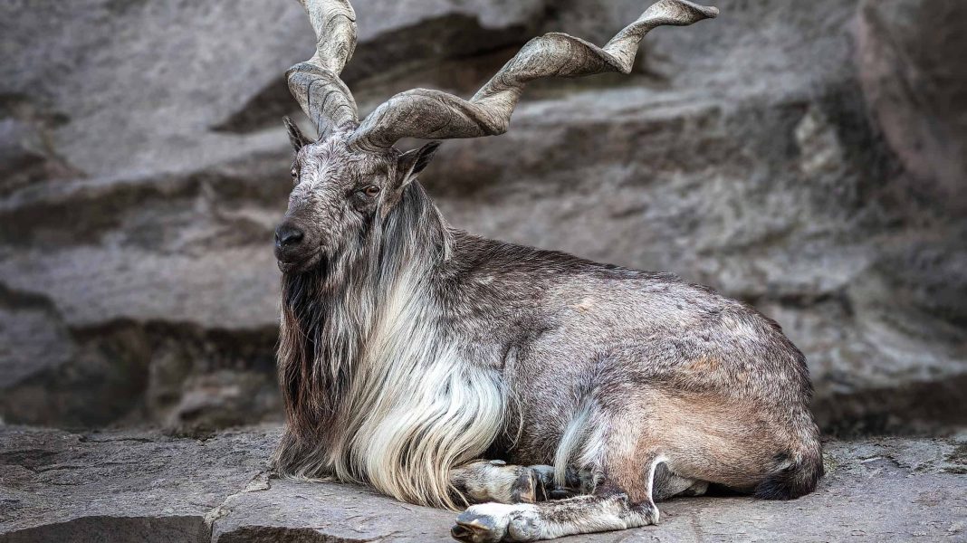 Markhor Population Rises In Pakistan Startup Pakistan