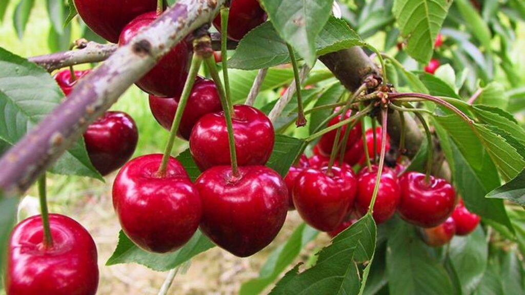 Pakistani cherry growers are looking to expand their market in China ...