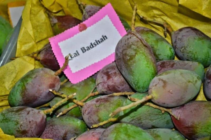 Lal Badshah. Pakistan | Mango varieties, Mango, Fresh