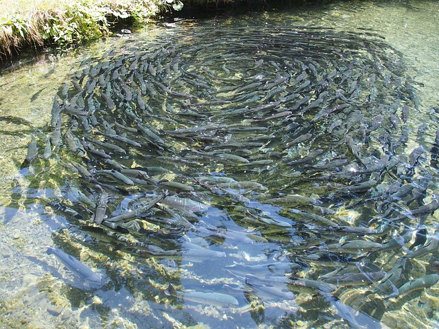 1000s are Talking About Fish Farming, Know More Here.