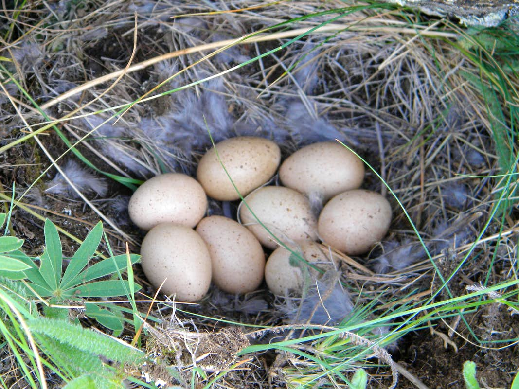 Chukar Partridge - Some Facts about the National Bird of Pakistan ...