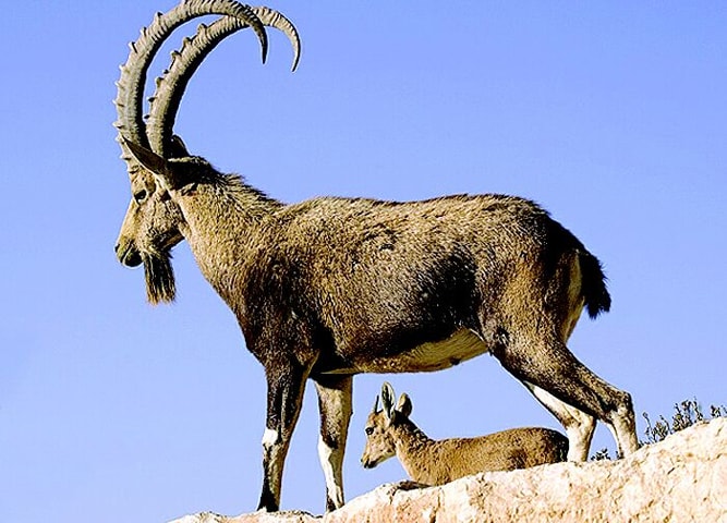 Interesting Facts About The National Animal of Pakistan Markhor | Startup  Pakistan