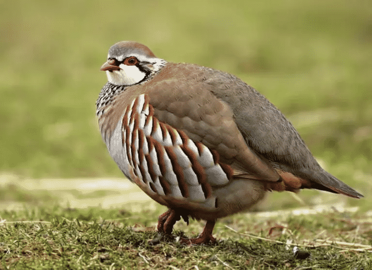 essay on national bird of pakistan