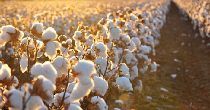 Cotton: Handling the White Gold Crisis of Pakistan - Global Village Space