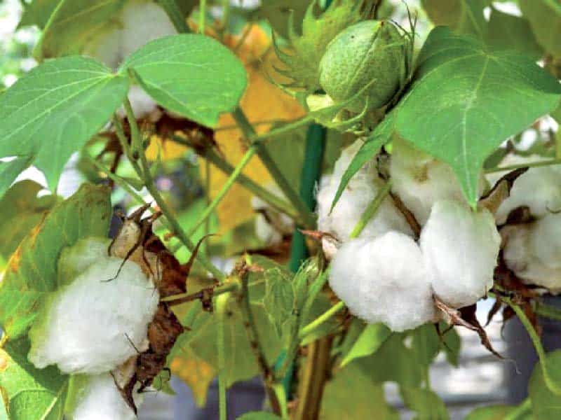 Food minister for supply of high-quality cotton seeds