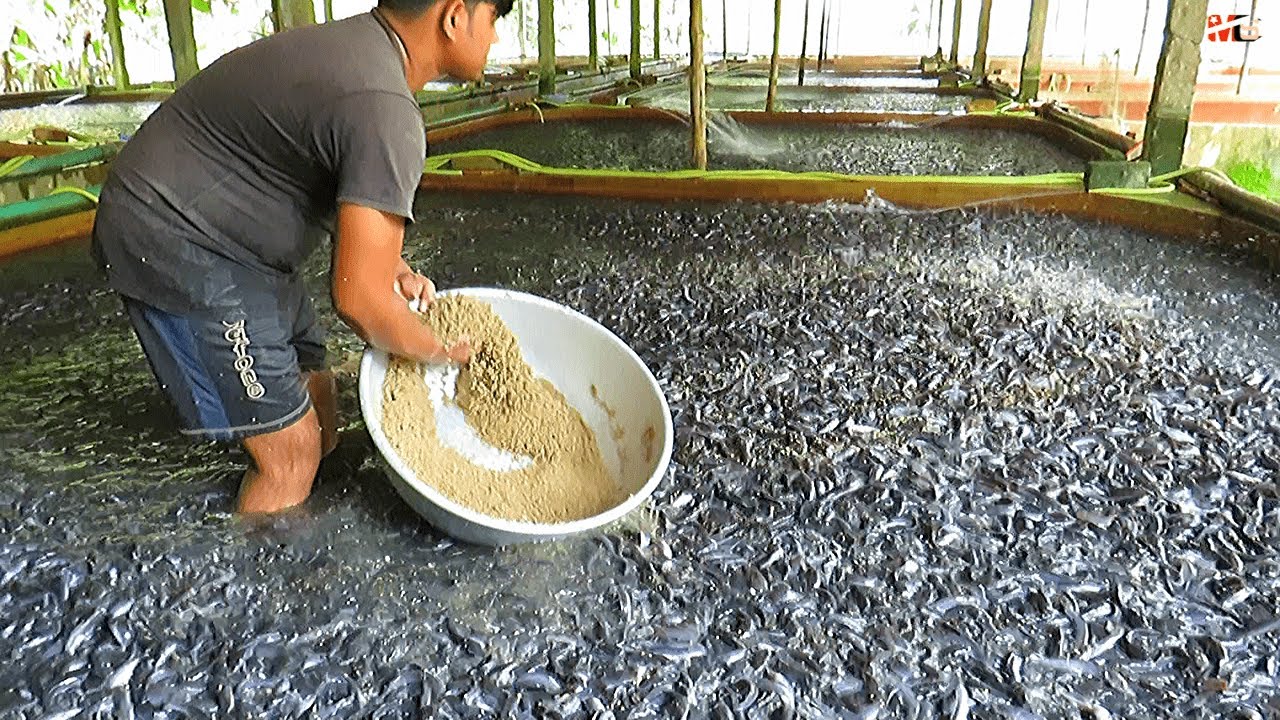 How To Start A Fish Farming Business | StartupTalky