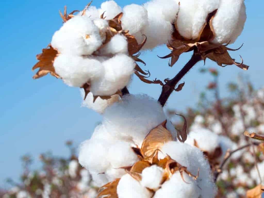Now the cotton production crisis - Editorials - Business Recorder