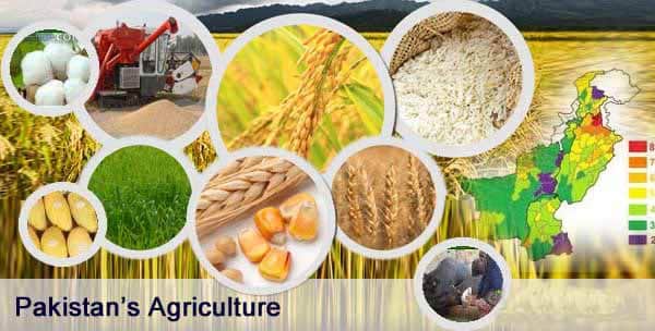 prepare a presentation on the agricultural products of pakistan