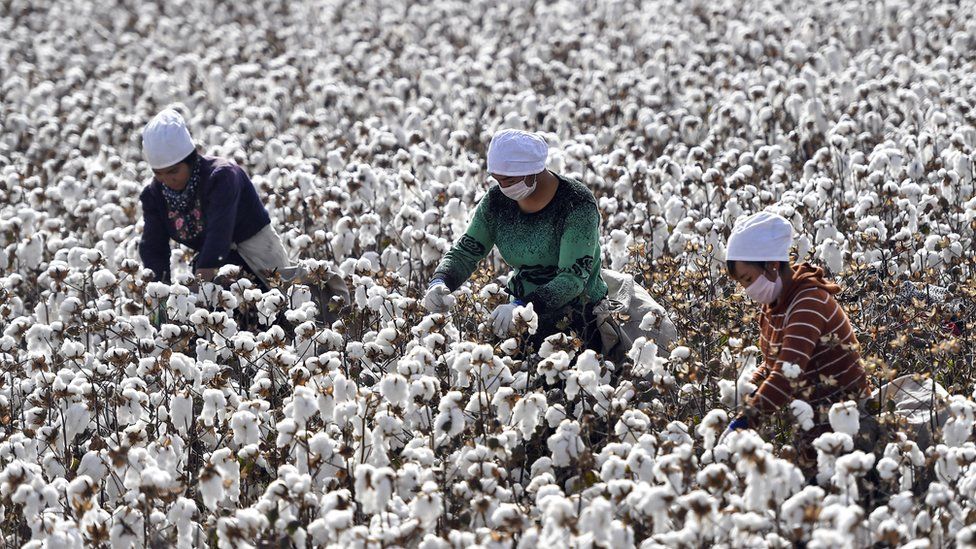 Xinjiang cotton sparks concern over 'forced labour' claims - BBC News