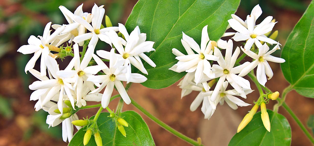 Jasmine: The National Flower of Pakistan