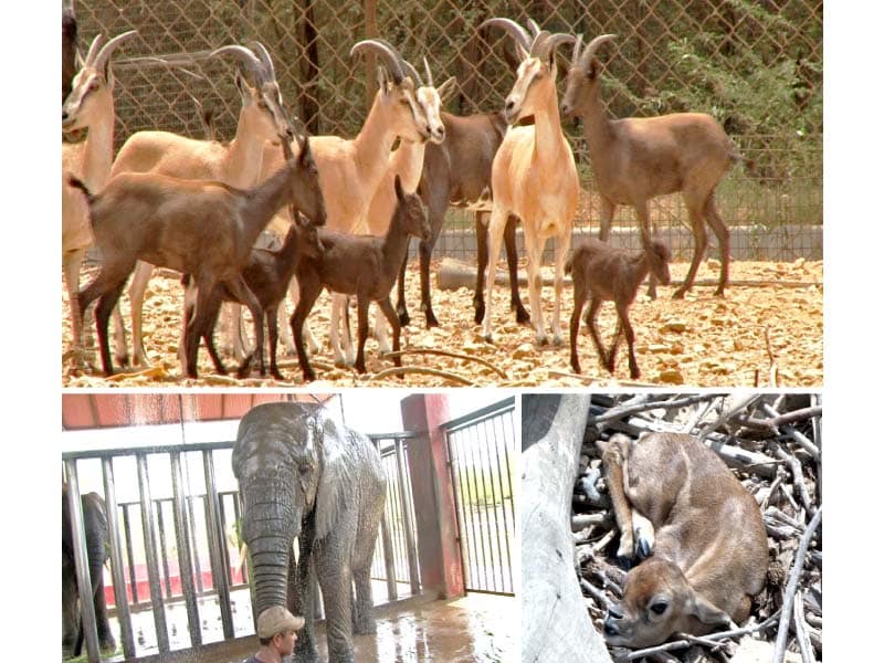 Animals At Safari Park