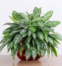 Chinese Evergreen