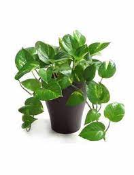 Money Plant