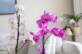 Orchids