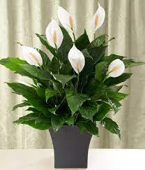 Peace Lily