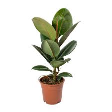 Rubber Plant