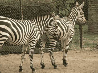 Lahore Zoo