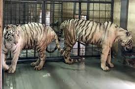 Lahore zoo animals 