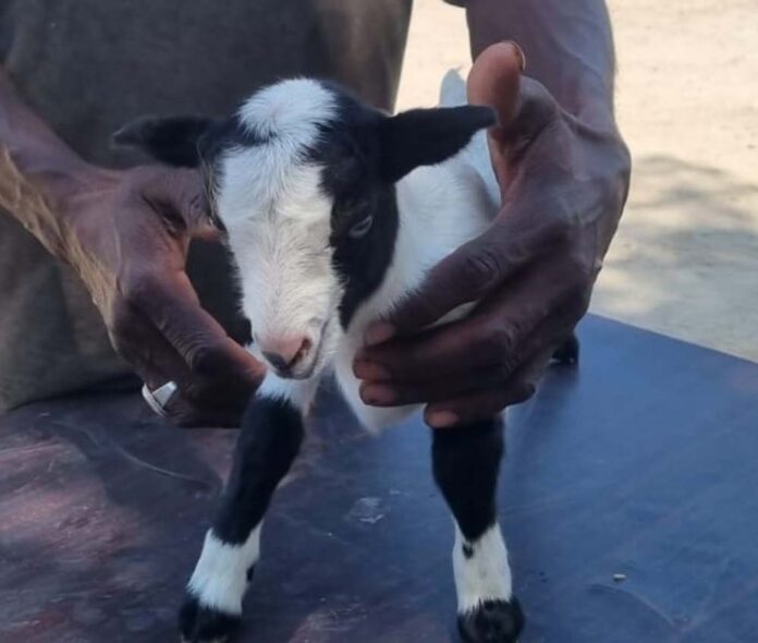 Goat of the Hour: Systemized Livestock Farming