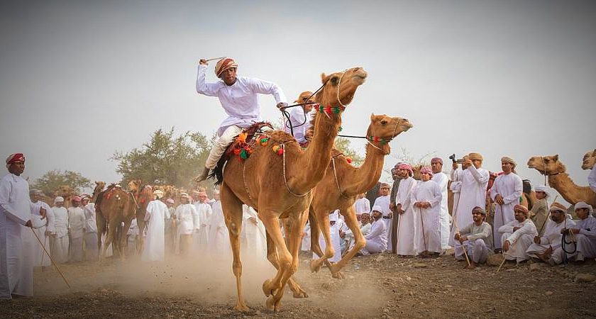 Camel racing festival 2023: part of Saudi culture is a sport with prize money up to millions of riyals