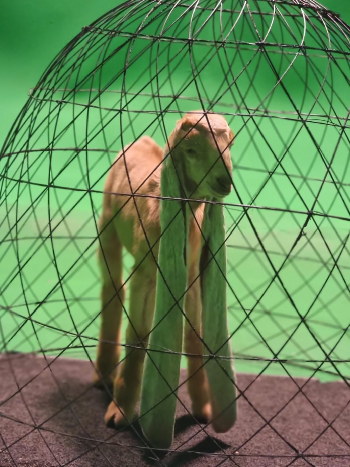 Simba Goat World's Longest Ear Goat