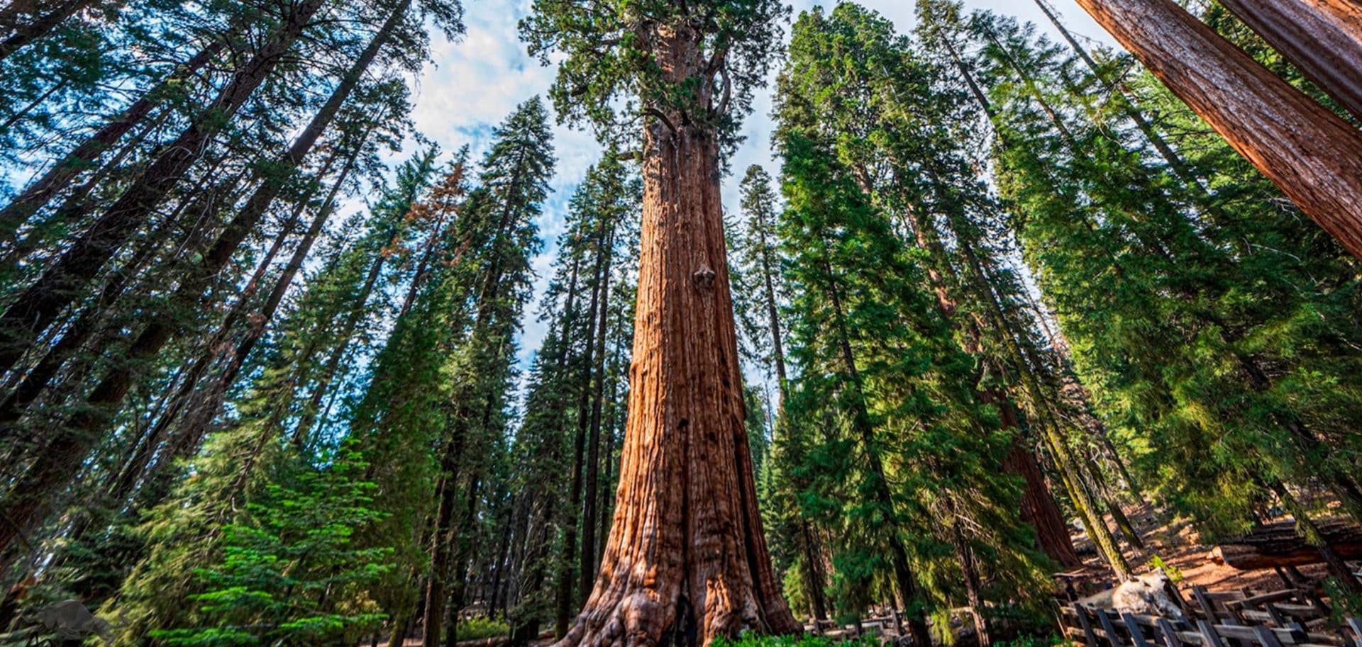 Hyperion Is The Tallest Tree In The World It Stands 380 Feet Tall And