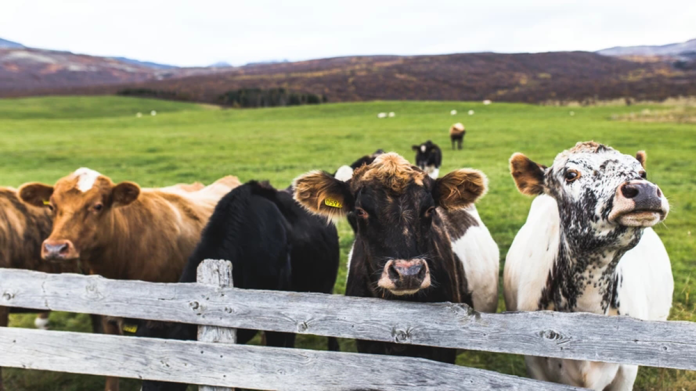 Pakistani Meat Enterprise Expands into China