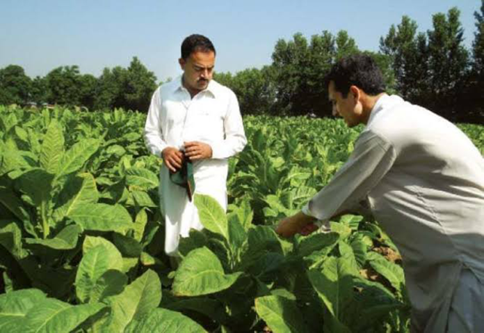 COP 10 - Tobacco Growers' Share Concerns Over WHO Decisions