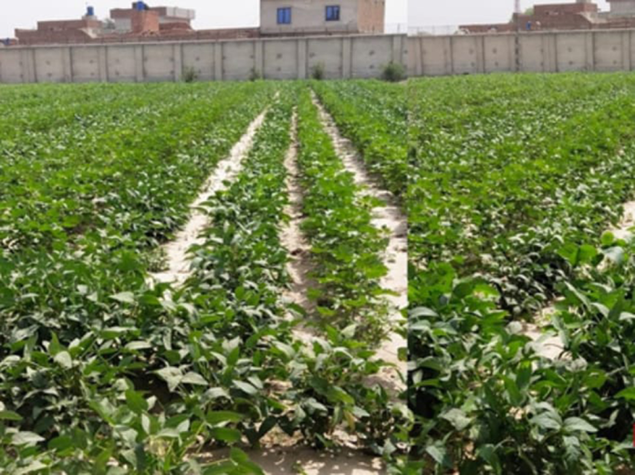 Chinese Intercropping Tech Spreads to Pakistan, Upgrading Agricultural Practices