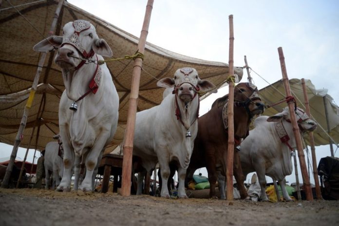 Asia's Largest Cattle Mandi 2024