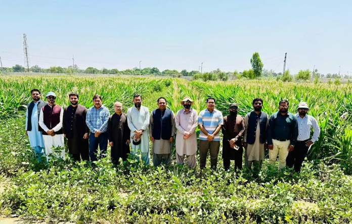 Chinese Intercropping Tech Helps Pakistan Ease Cotton Crisis