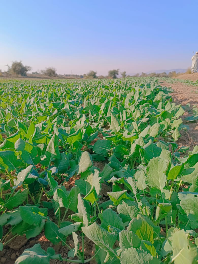 Plantation of 82000 Acres of Hybrid Oilseed Rape Completed in Pakistan