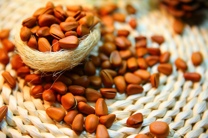 Pakistani Pine Nuts Exports to China Surge 128% in 2024