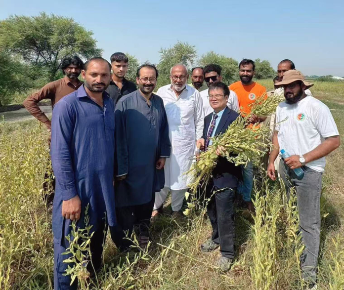 Bio-healthy Sesame Bears Rich Fruit in Pakistan
