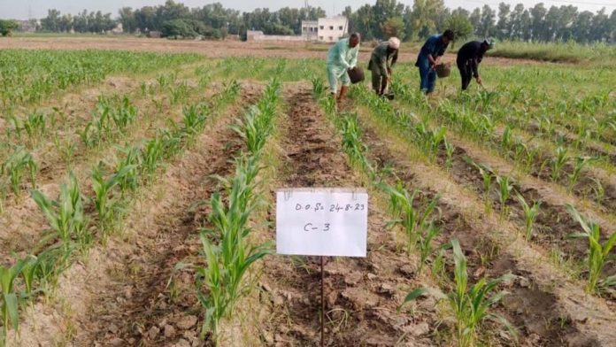 Chinese Hybrid Maize Seeds to Thrive in Pakistan