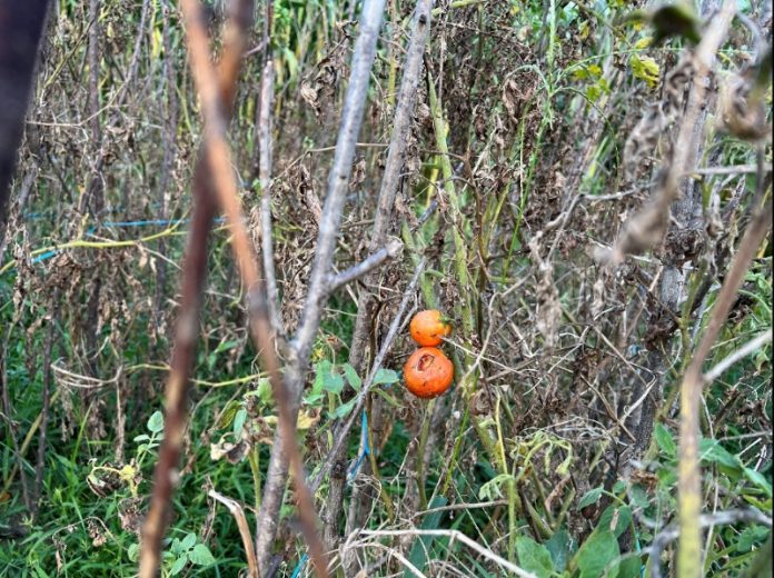Pak-China Researchers Uncover Molecular Pathways for Horticultural Resilience