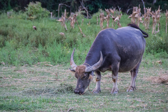 Buffalo Embryos Produced by Chinese Technology on Sale in Pakistan